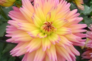 Dahlia XXL Sunset Variety Thumbnail0.jpg